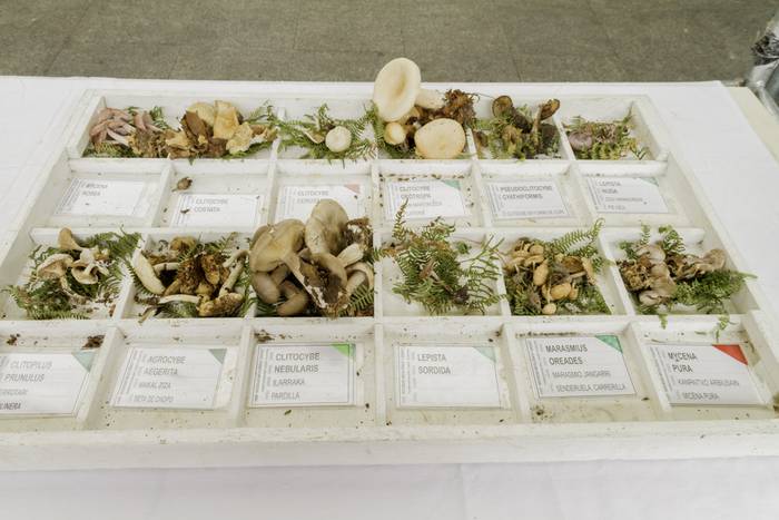 Gastronomia eta mikologia uz 8 1509955028274