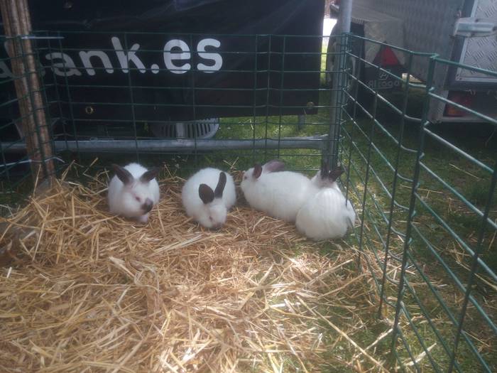 San Isidro Azokak jende ugar 26 1494852014556