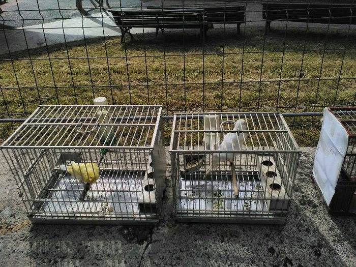 Sari ugari banatu dituzte Tx 25 1497291514439