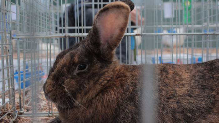 Abere eta trikitixa doinuak  1 1507484535231