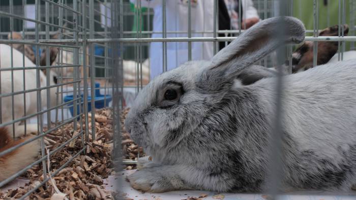 Abere eta trikitixa doinuak  3 1507484554342