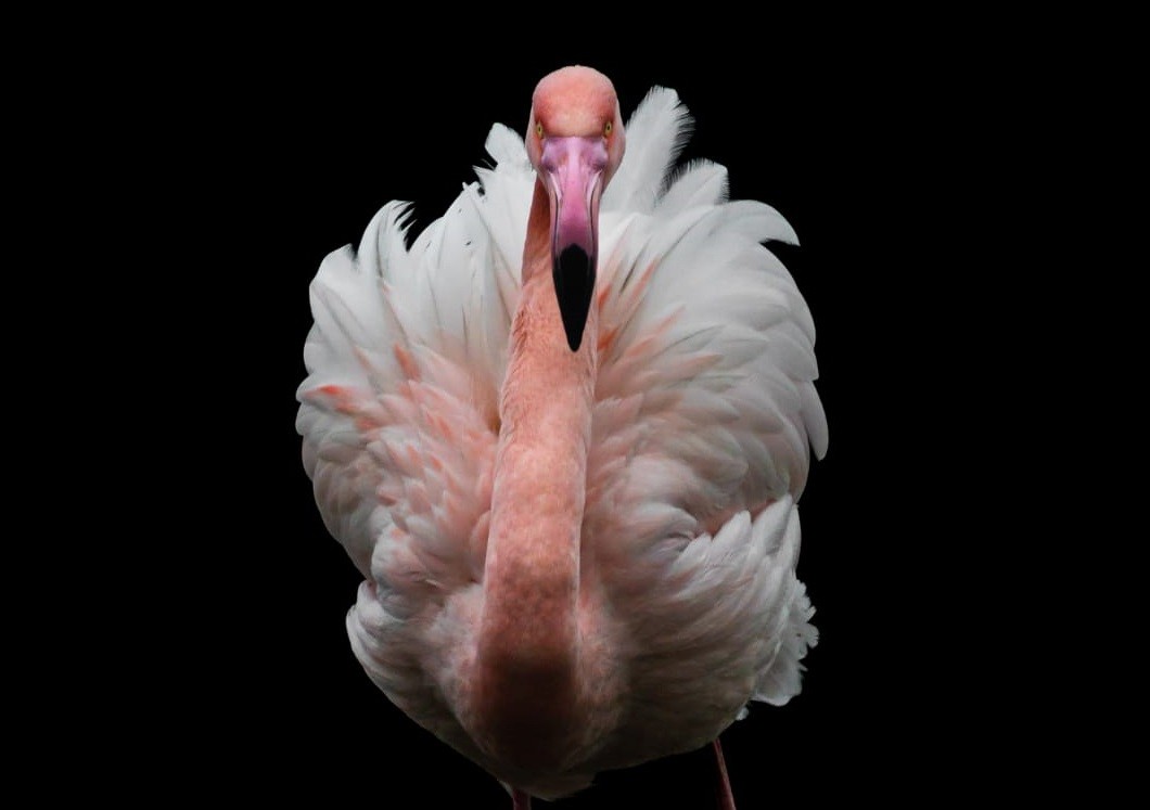 Xabi Ramos okondoarraren argazki bat "Las aves silvestres" natura-argazkilaritza lehiaketako finalista hautatu dute
