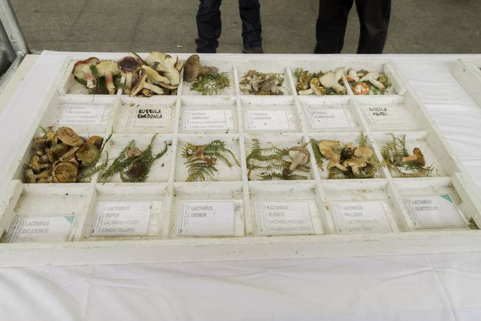 Gastronomia eta mikologia uz 11 1509955047371