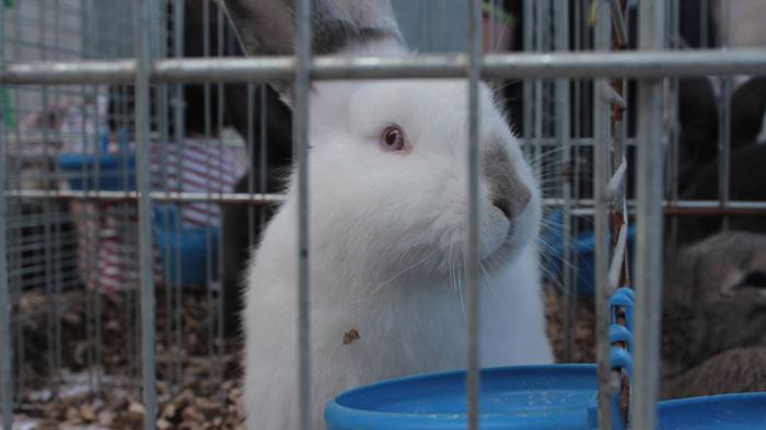 Abere eta trikitixa doinuak  10 1507484609239