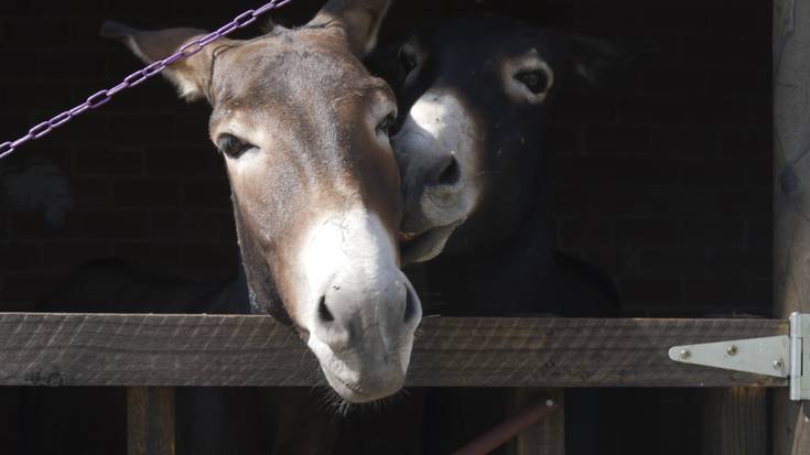 Aterpea, bigarren aukera behar duten animalientzat