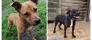 Orozkon abandonatutako txakurrak adoptatzeko aukera zabalik dago 