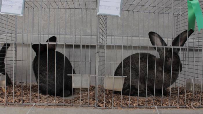 Abere eta trikitixa doinuak  15 1507484652497