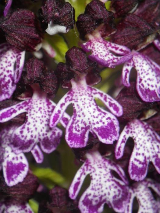 [KOMUNITATEA] Larrañoko orki 18 1498768924771