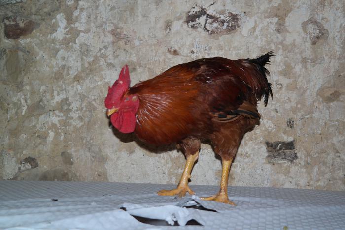 Pospoloek eta jendeak argitu 5 1516693441139