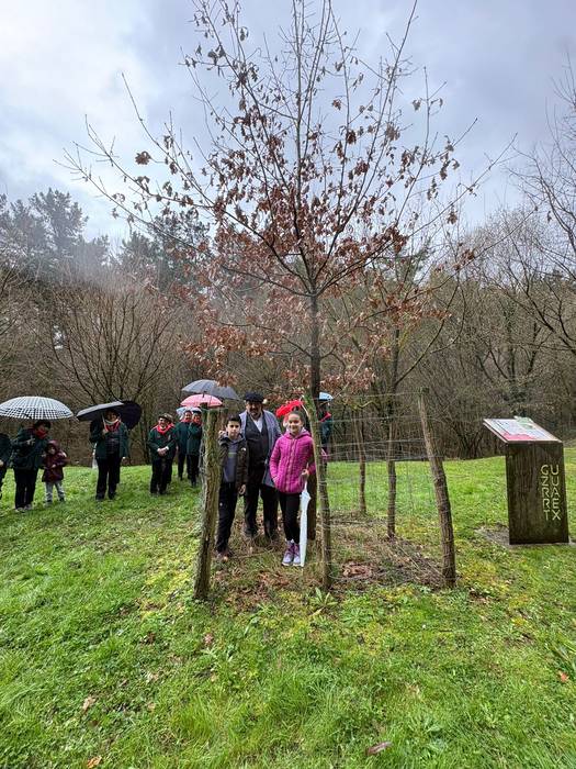 Gernikako zuhaitzaren kimua  17 1770844194176