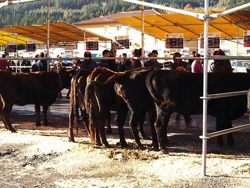 Santa Luzia azoka egingo da larunbatean Orozkon