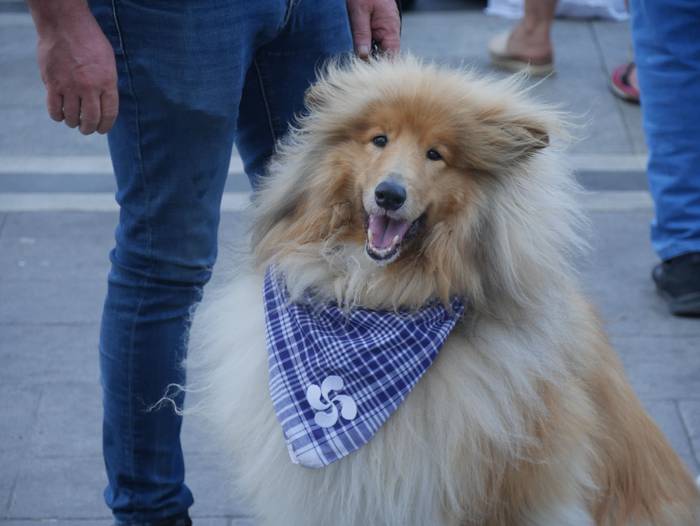 Arabako Herri kirolen txapel 36 1661622412599