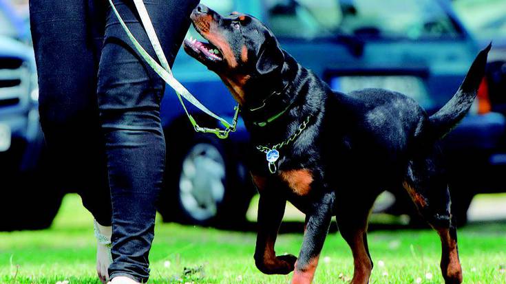 Txakur arriskutsuen baimena jasotzeko ikastaroa eskainiko du Udalak 