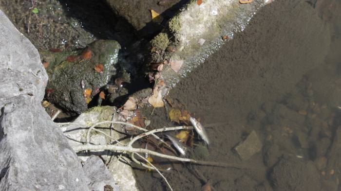 Nerbioi Ibaian hildako arrai 17 1505476717312