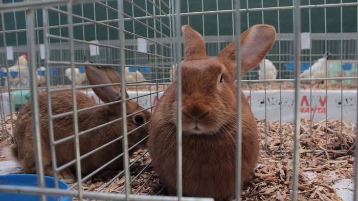 Abere eta trikitixa doinuak  6 1507484578967