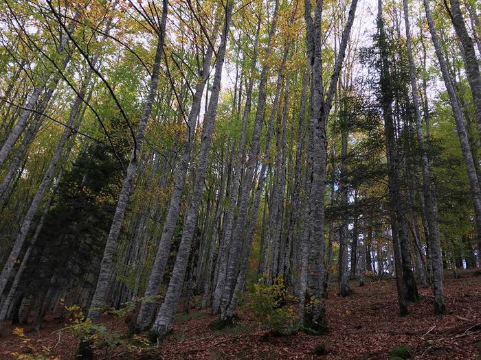 Iratiko basoan egon da asteb 9 1509432783990