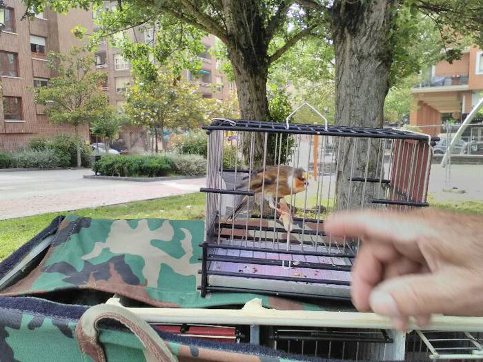 Sari ugari banatu dituzte Tx 7 1497291293223