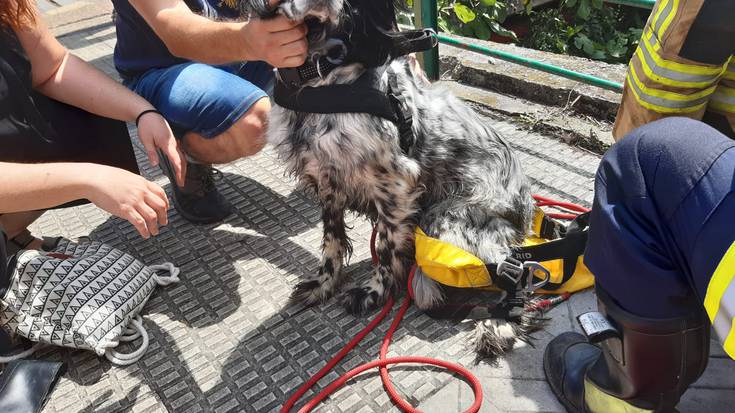 Txakurra erreskatatu zuten atzo suhiltzaileek Nerbioi ibaian