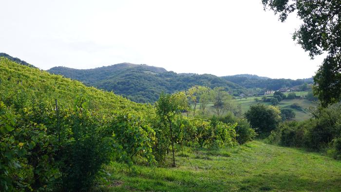 Txakolina Urduñan 6 1759234566896