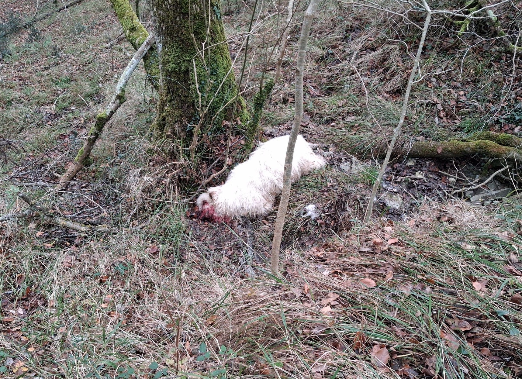 Otsoaren erasoak bost ardi hil ditu Txibiarten