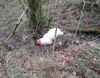 Otsoaren erasoak bost ardi hil ditu Txibiarten