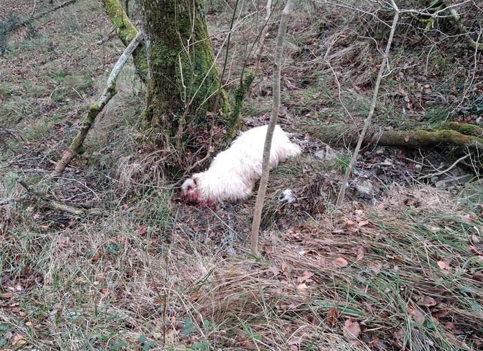 Otsoaren erasoak bost ardi hil ditu Txibiarten