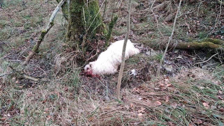 Otsoaren erasoak bost ardi hil ditu Txibiarten