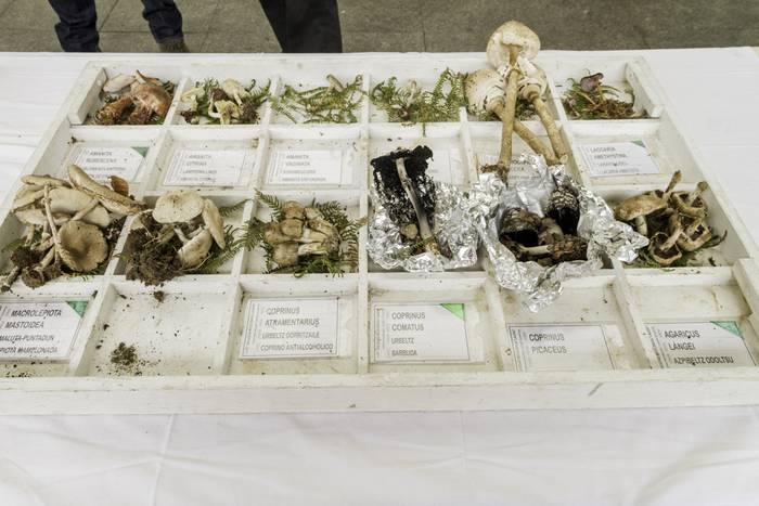 Gastronomia eta mikologia uz 10 1509955040713