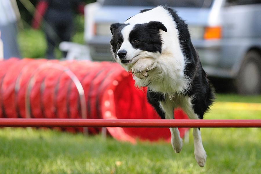 Euskadiko Agility txapelketa jokatuko da lehenbizikoz Urduñan