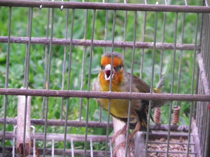 Txori kantarien txapelketa