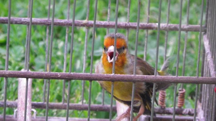 Txori kantarien txapelketa