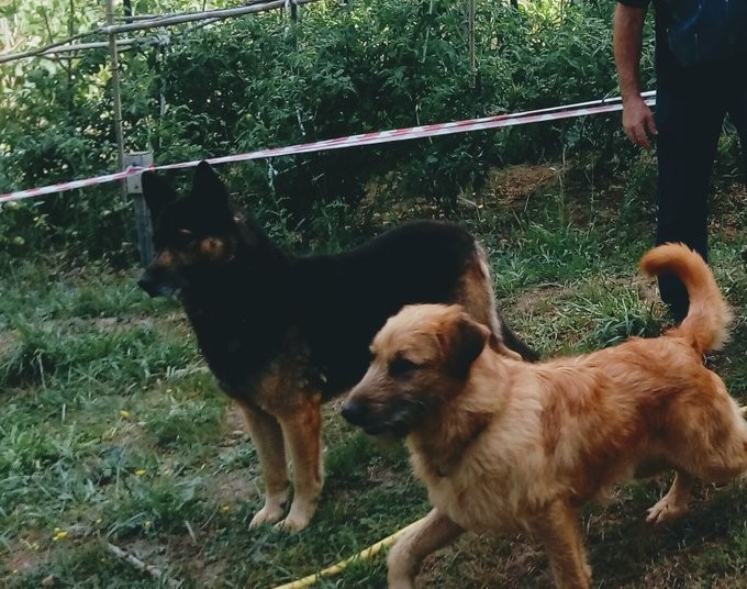 Hilik agertu dira Arakaldon galdutako bi txakurrak