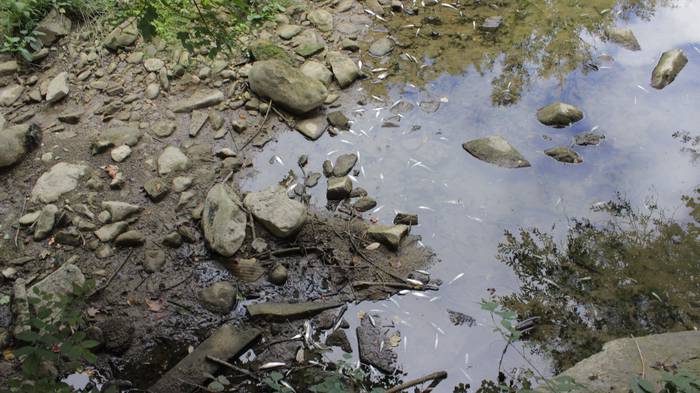 Nerbioi Ibaian hildako arrai 6 1505476354230