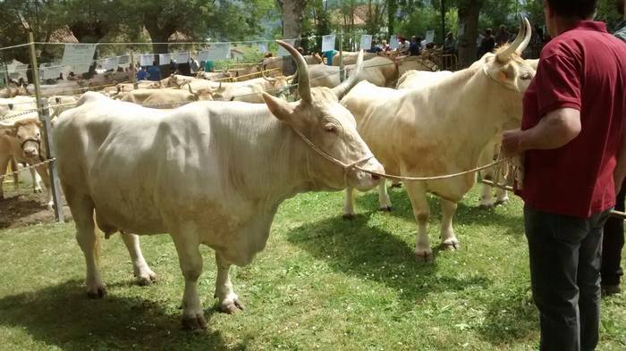 San Isidro Azokak jende ugar 87 1494930839634