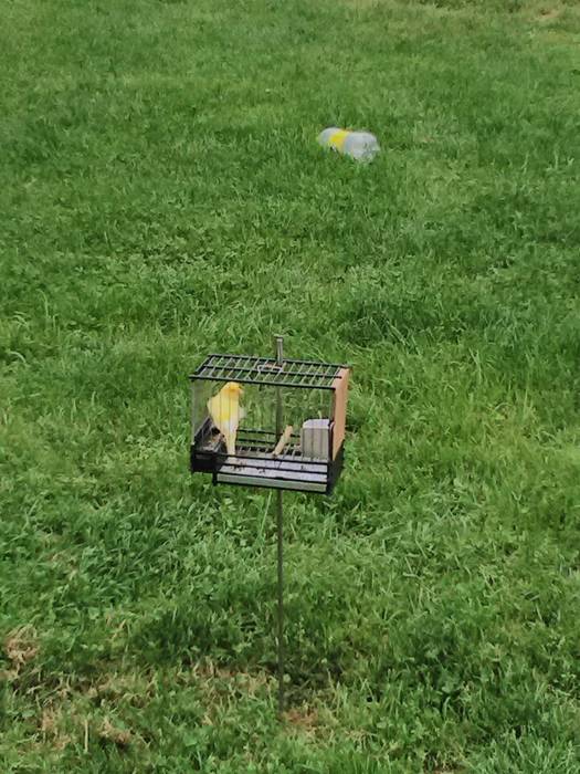 Sari ugari banatu dituzte Tx 2 1497291226862