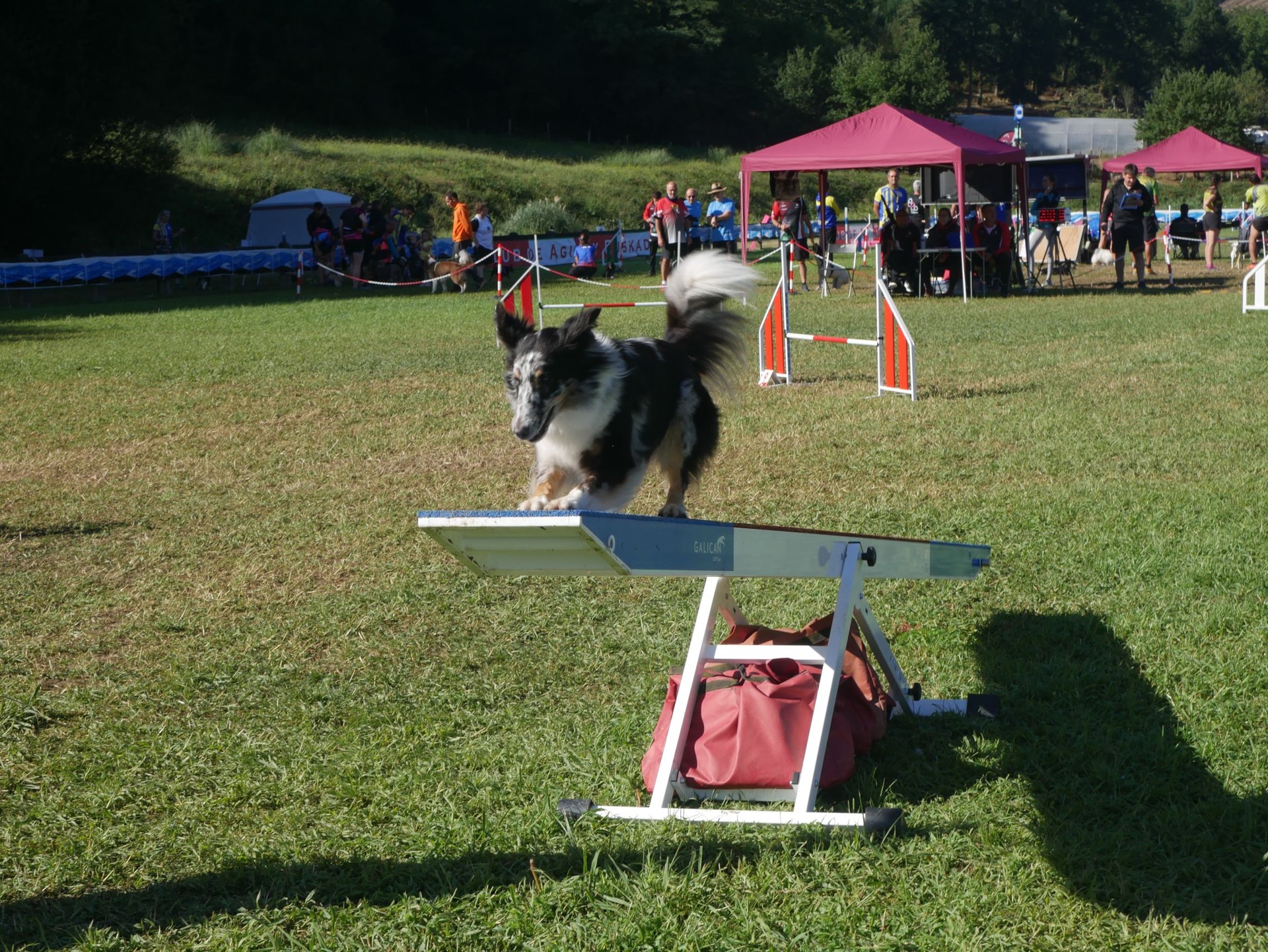 350 txakur lehiatuko dira Artziniegako agility proban