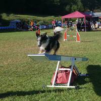 350 txakur lehiatuko dira Artziniegako agility proban