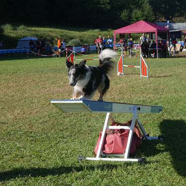 350 txakur lehiatuko dira Artziniegako agility proban