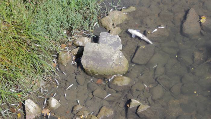 Nerbioi Ibaian hildako arrai 16 1505476683910