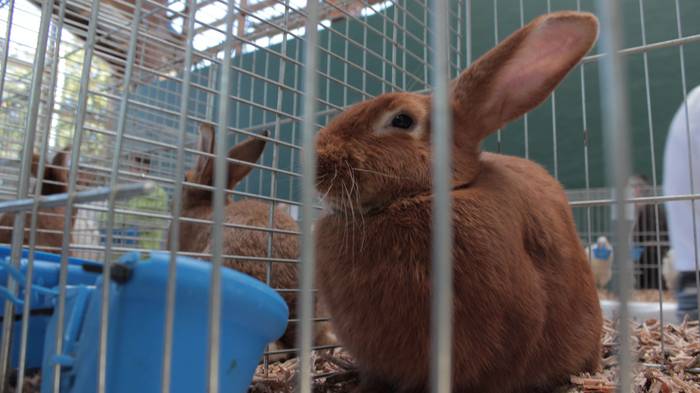 Abere eta trikitixa doinuak  7 1507484585930