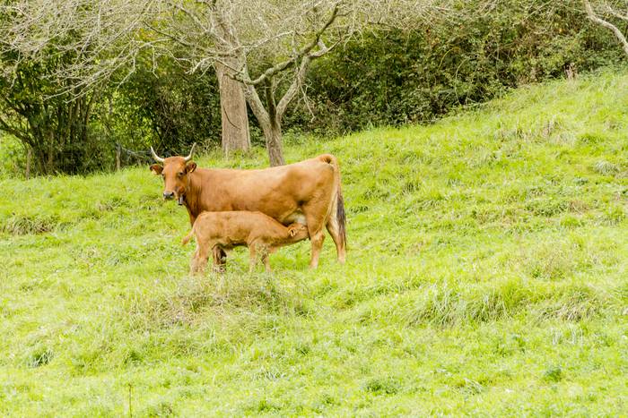 Jai giroa mendira igo dute O 75 1509353295320