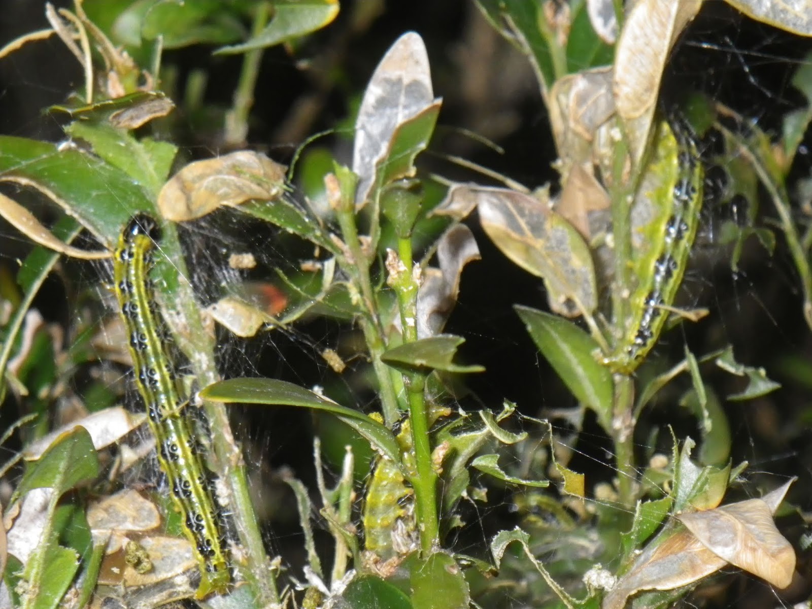 Txinako sitsa, ezpelaren mehatxu larria 