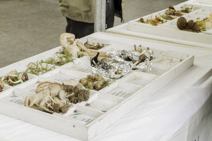 Gastronomia eta mikologia uz 5 1509955011270