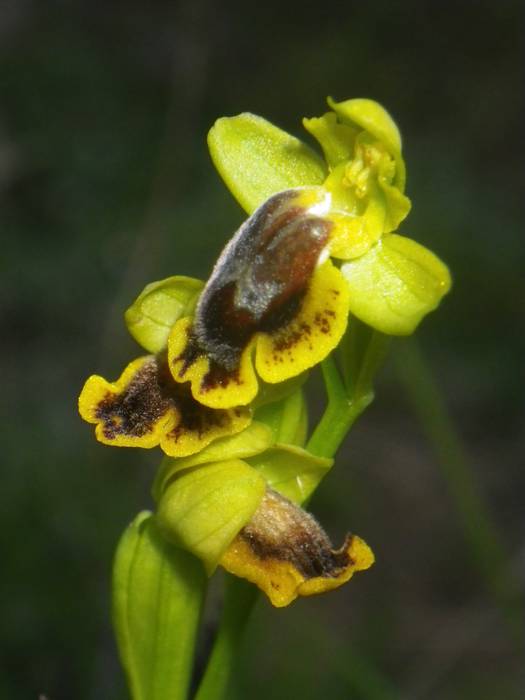 [KOMUNITATEA] Larrañoko orki 12 1498768687818