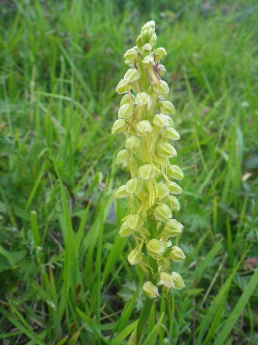 [KOMUNITATEA] Larrañoko orki 1 1498768201103