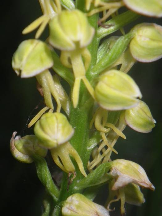 [KOMUNITATEA] Larrañoko orki 2 1498768258708