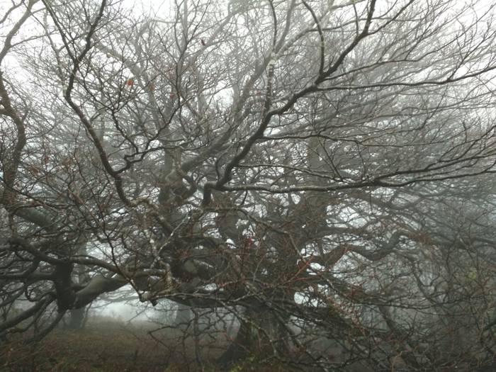 Laino artetik Santa Elena me 13 1511892535716