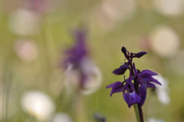 Itzultzeak 10 1619015040127