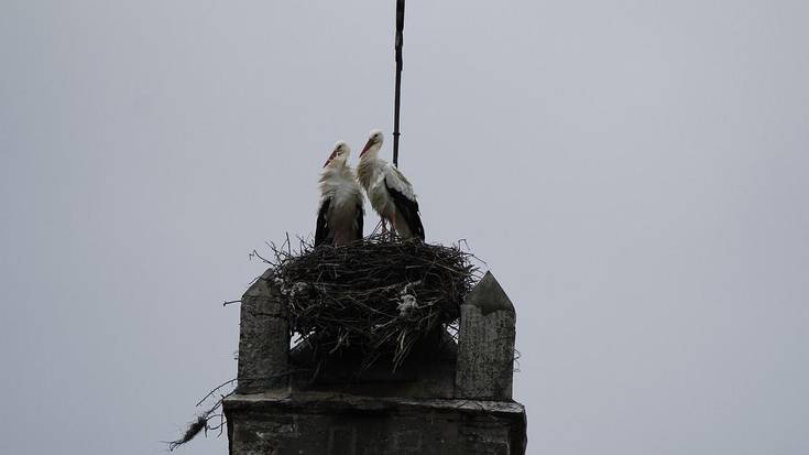 Zikoinen kabiak kendu dituztela salatzeko protesta deitu du Urduñako Animalista Taldeak