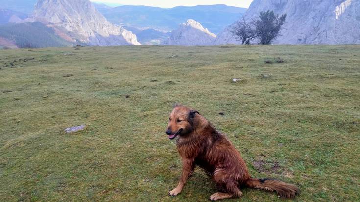 Ganekogortan galdutako txakurra topatzeko laguntza eskatu dute